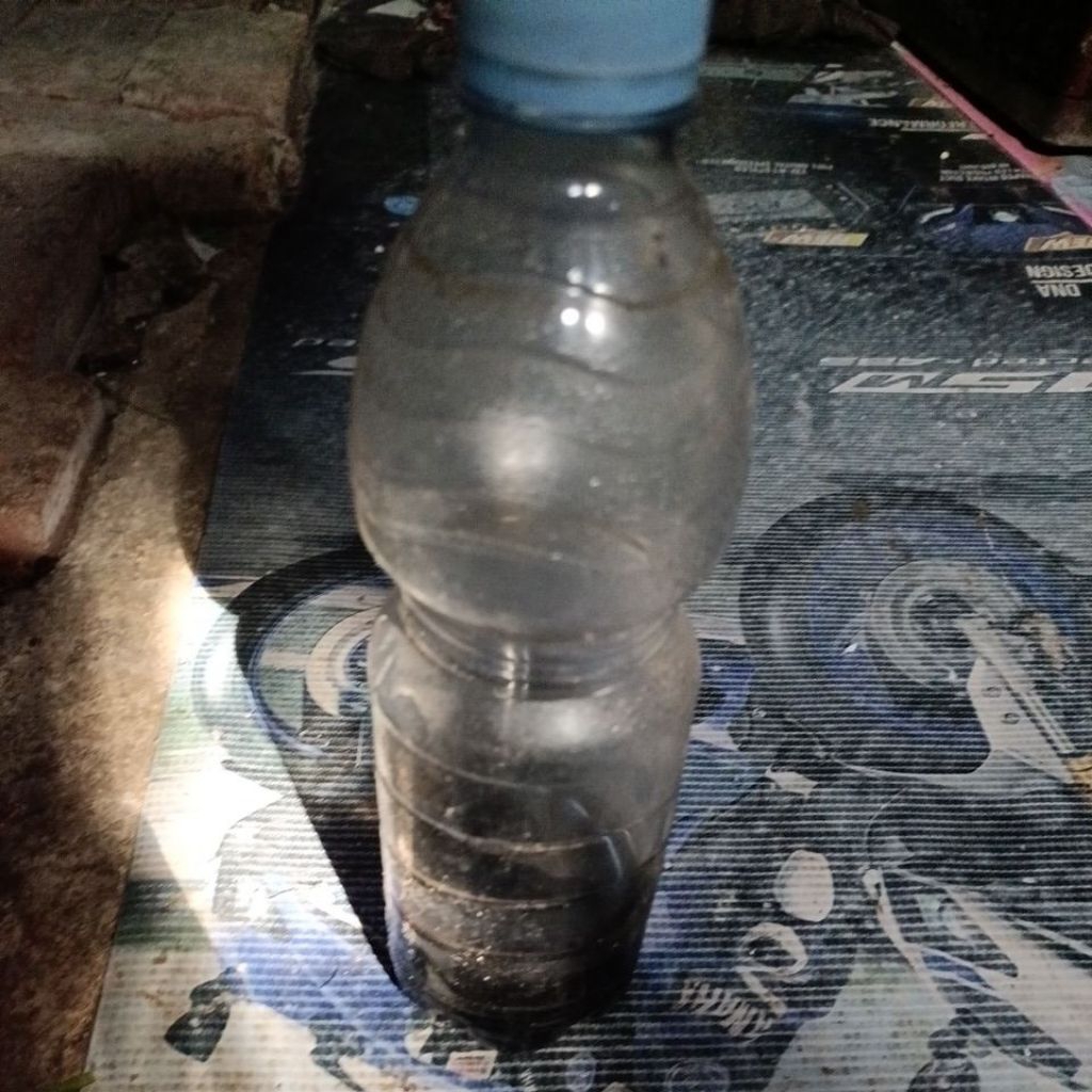 ekstra Ketapang baby limbata