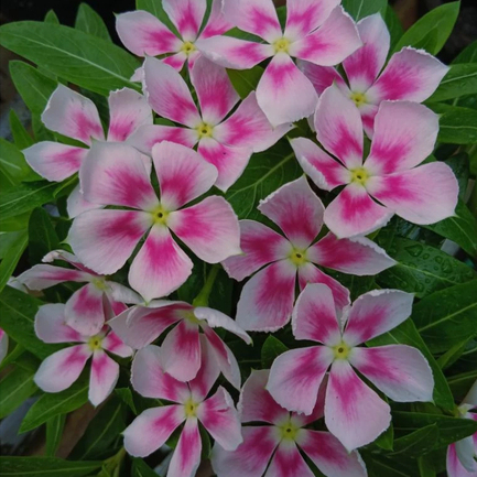 G19 biji benih bunga vinca juntai Nirvana ring star Halo pink fresh seeds biji bunga hias medan