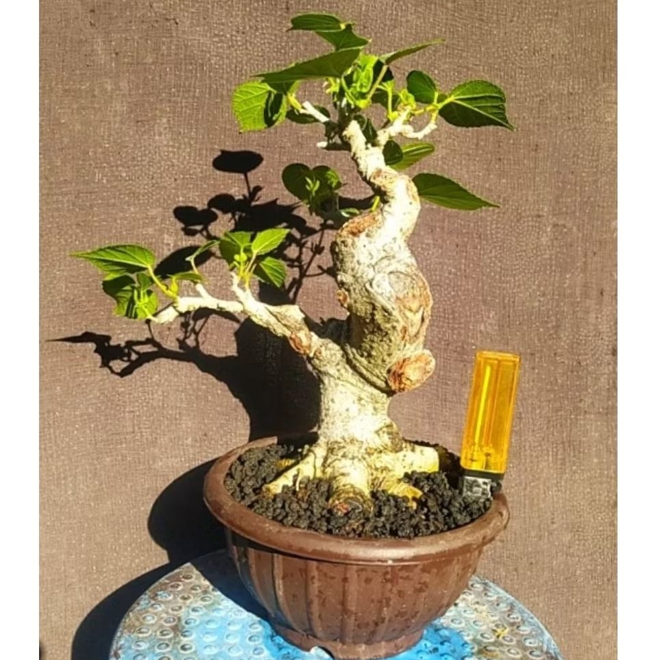 bonsai waru prokar cakep realpict + potnya