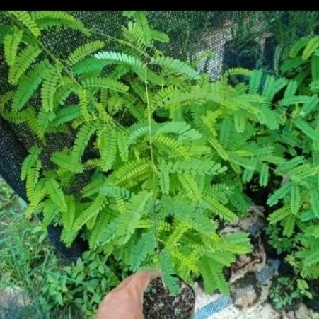 Tanaman Pohon Saga, Tanaman Herbal Saga,Tanaman Herbal Daun Saga, Pohon Saga, Daun Saga