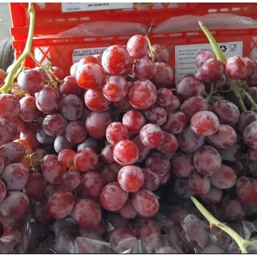 Buah Anggur red globe Chili premium