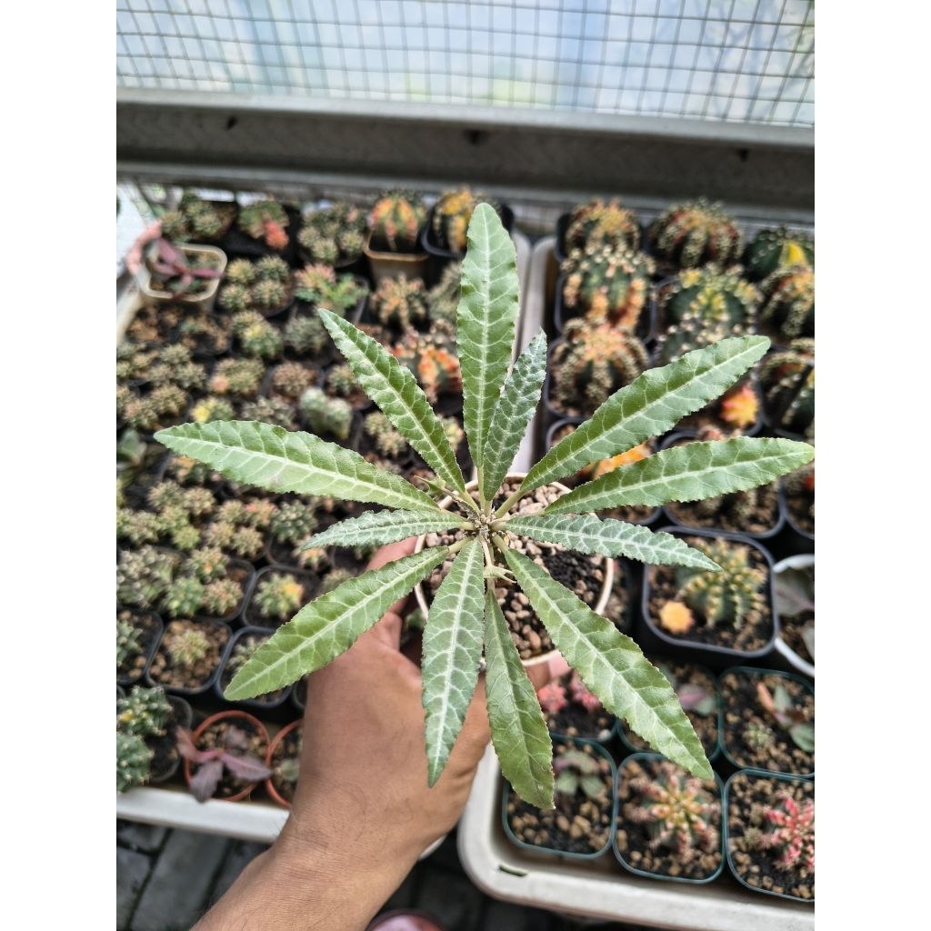 Dorstenia Lancifolia Langka