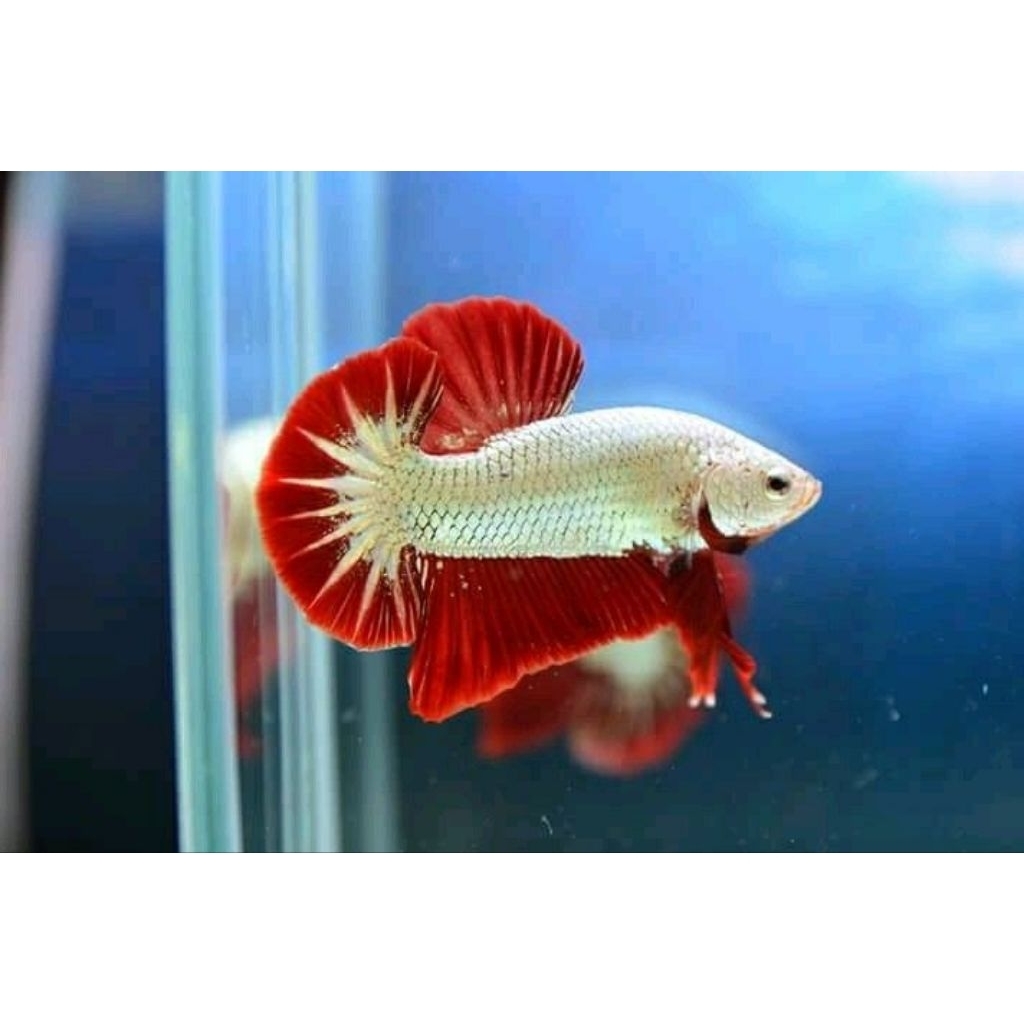 HMpk Red Dragon Best Size good quality  - Mutasi Warna, Lincah, Makan Lhap