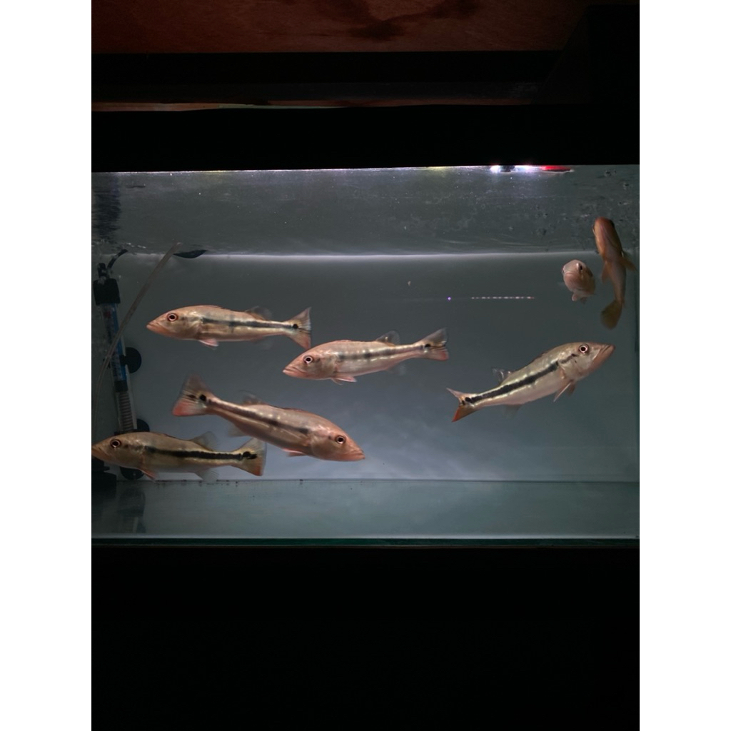 pbass temensis size 15-16cm full pelet