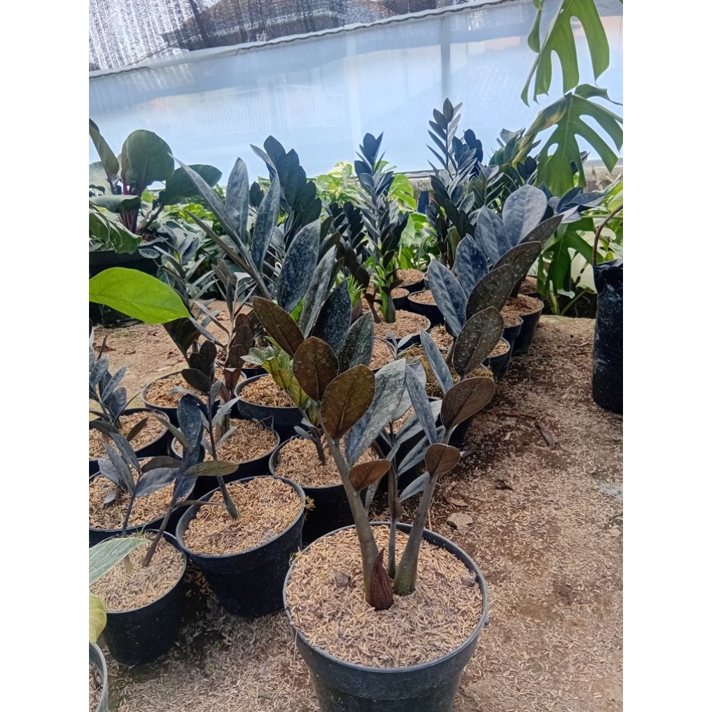 Tanaman Hias ZZ Plant Black Raven-Zamia Culcas Black Raven
