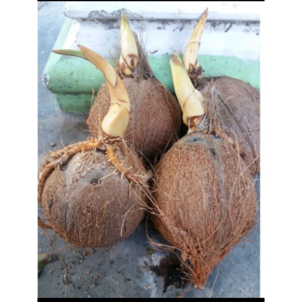 Bonsai kelapa Bahan bonsai kelapa