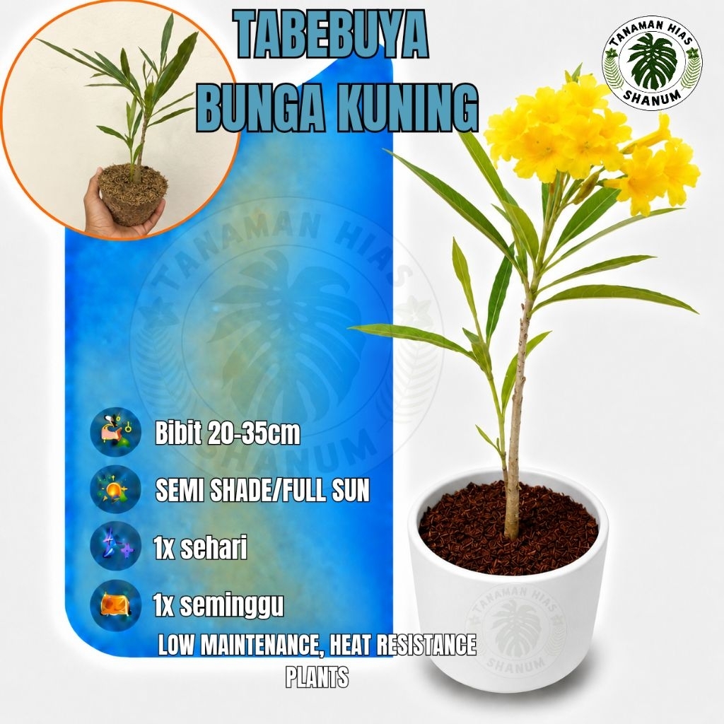 Promo COD bibit pohon tabebuya bunga kuning - bibit tabebuya - pohon tabebuya bunga kuning - bibit b