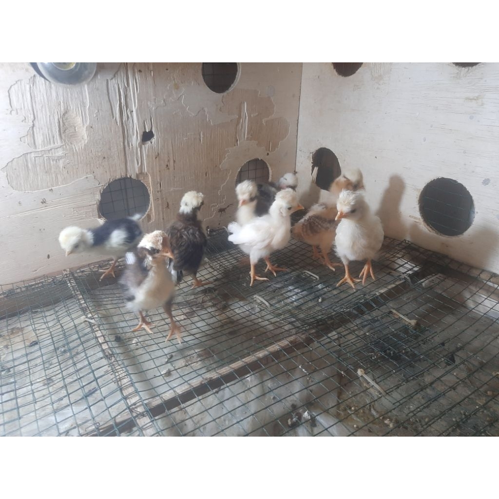 Ayam polandia/Ayam jambul
