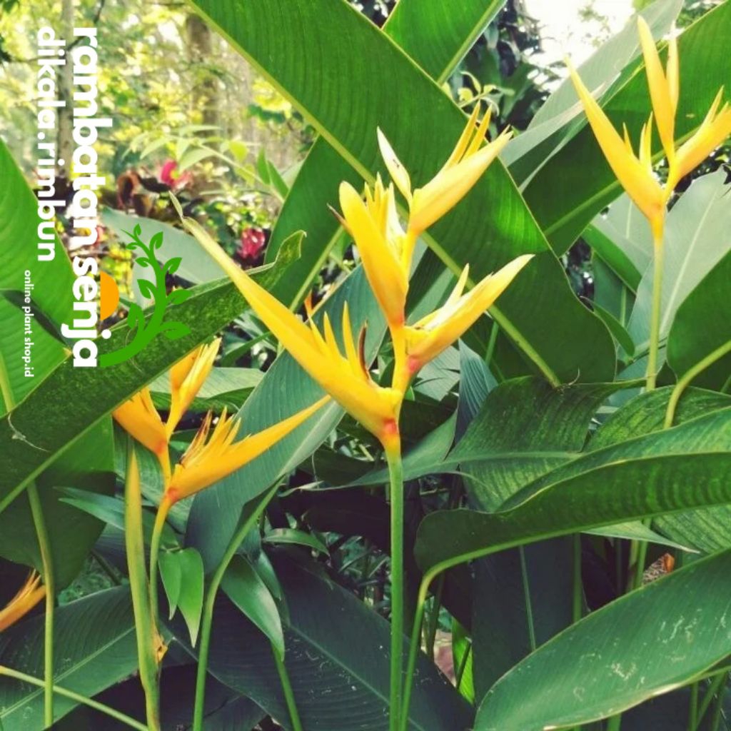 Tanaman HiasHeliconia Maribae / Heliconia Caribaea (Pisang-pisangan).