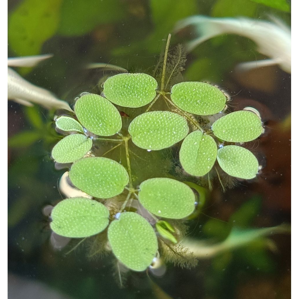 Salvinia tanaman air apung