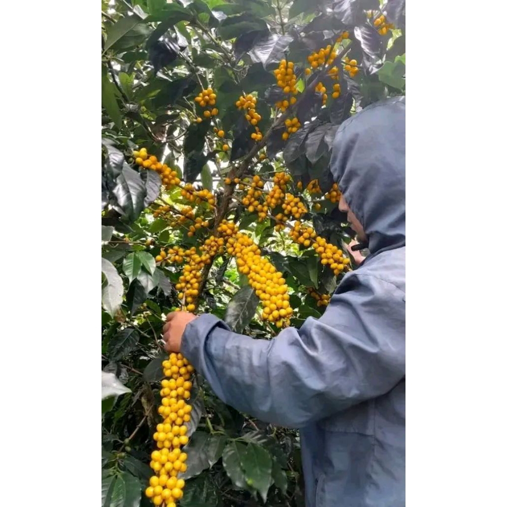 bibit kopi arabika yellow catura | arabika kuning | bibit kopi arabika kuning