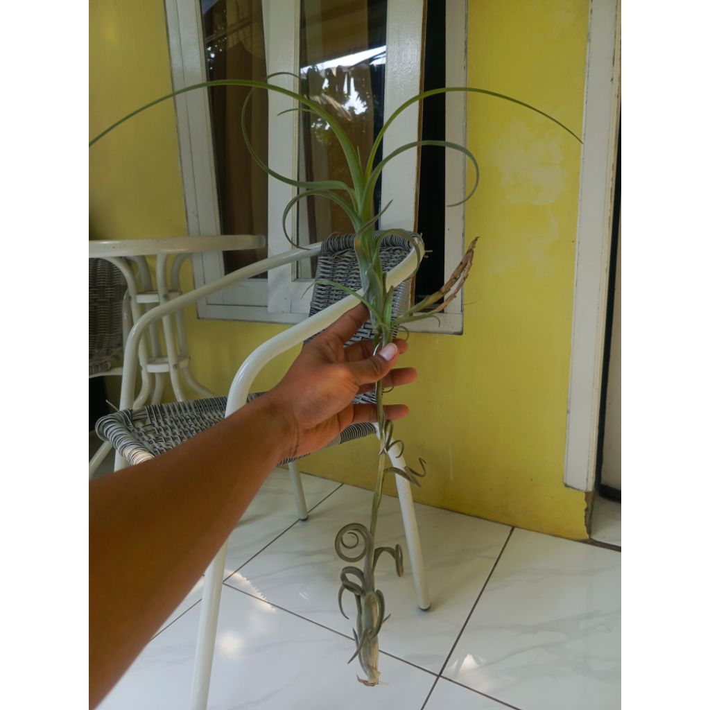 Tillandsia Intermedia Giant