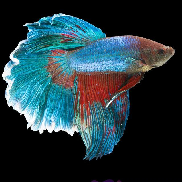 New Cupang Hias Halfmoon Lavender / Betta Fish Halfmoon