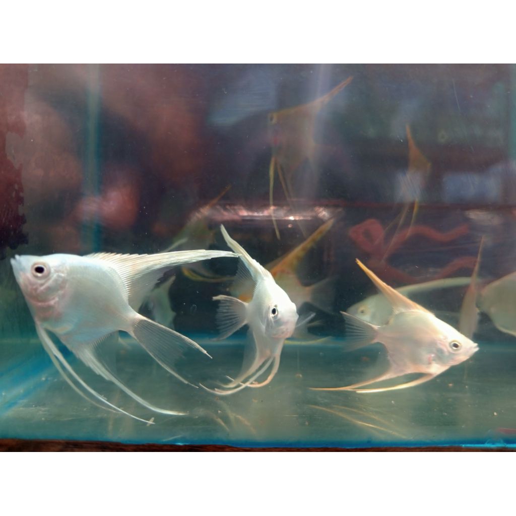 Ikan Manfish platinum