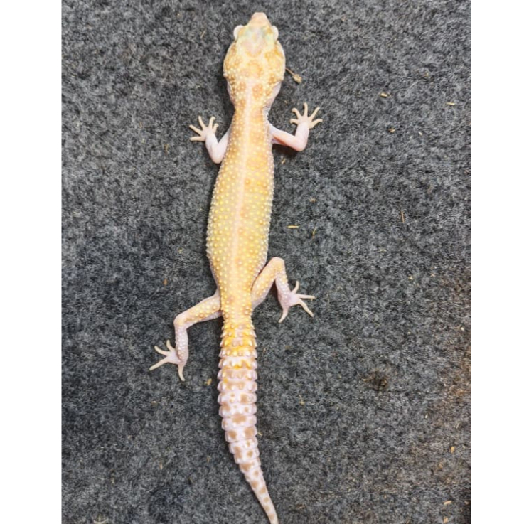 Leopard Gecko Tremper ph Eclipse Indukan | Female Betina Gecko Sehat Aktif Jinak - TR01