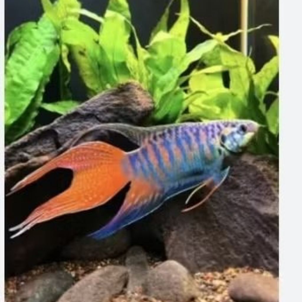 Ikan sepat paradise size M