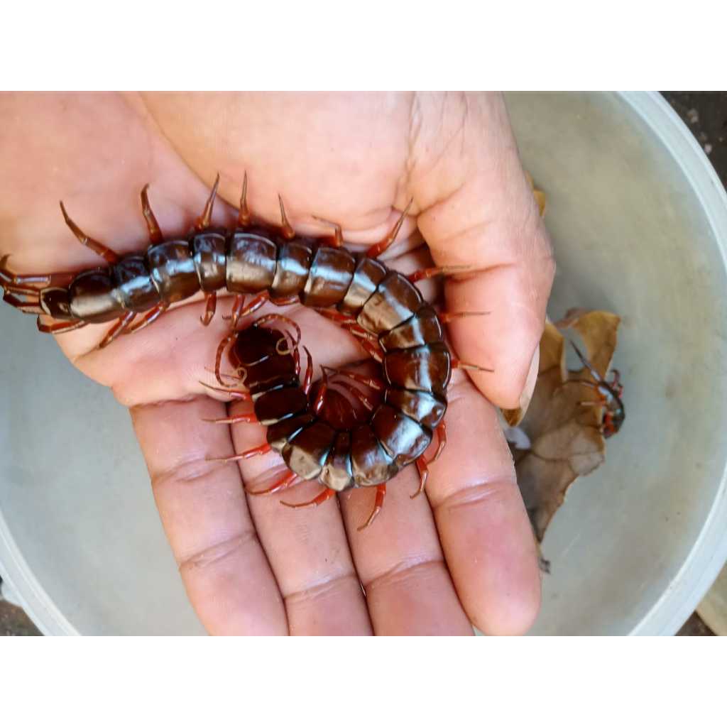 ( GARANSI ) KELABANG MERAH UKURAN 12-15 CM ( JUMBO )