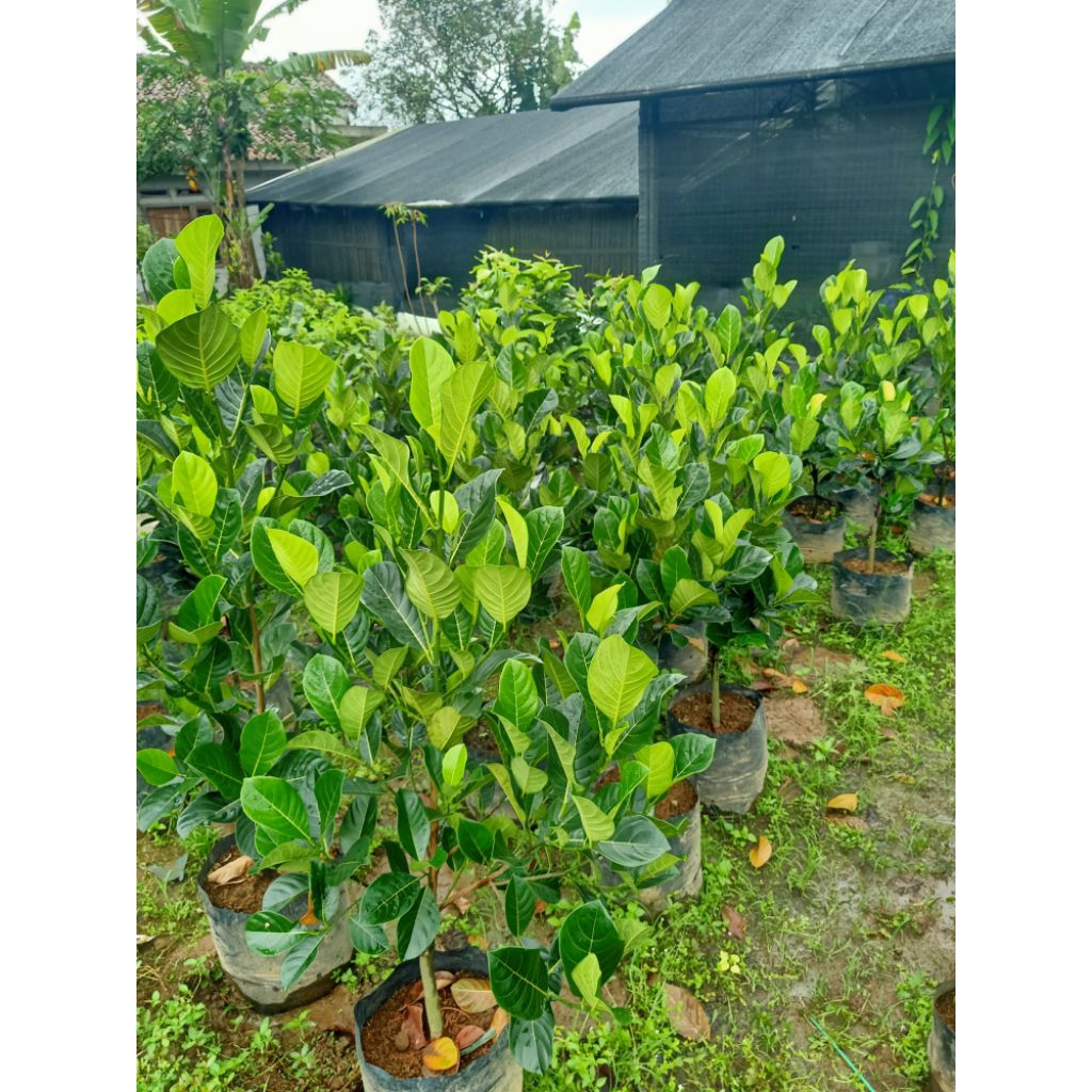 bibit nangka orange nangka merah manis