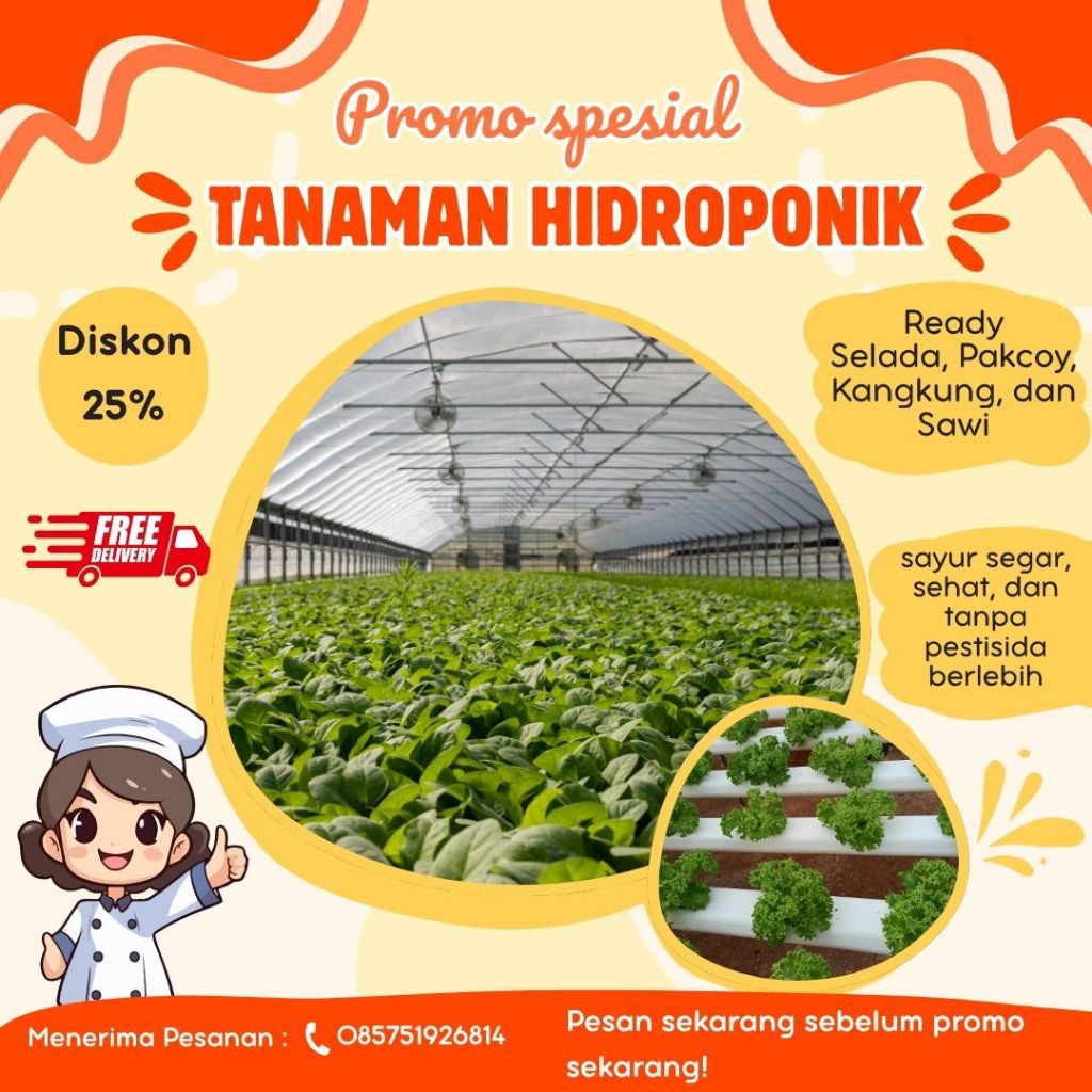 pakcoy hidroponik