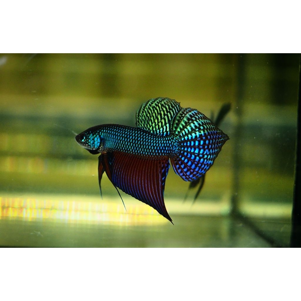 Wild Betta Smaragdina Guitar Rainbow Spade Tail Size L