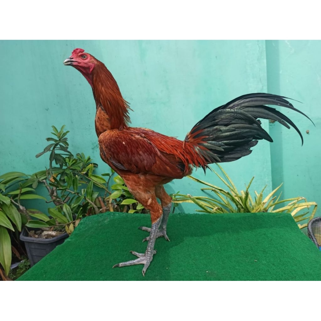 Anakan ayam super Trah Pama ninja BL Trah pemenang