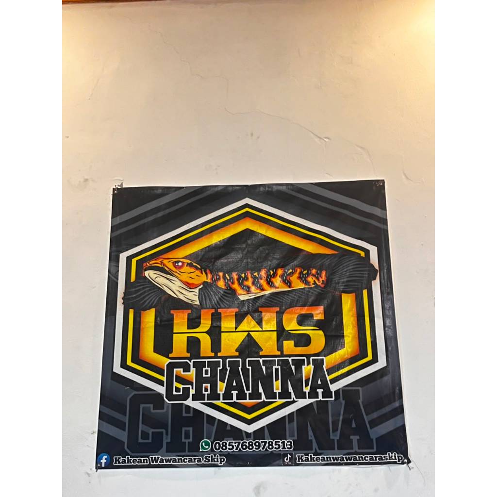 Channa Auranti 33cm JUMBO INDUKAN Spot Penuh Bahan Kontes Juara Keyword: Jumbo, Indukan, Dorpol