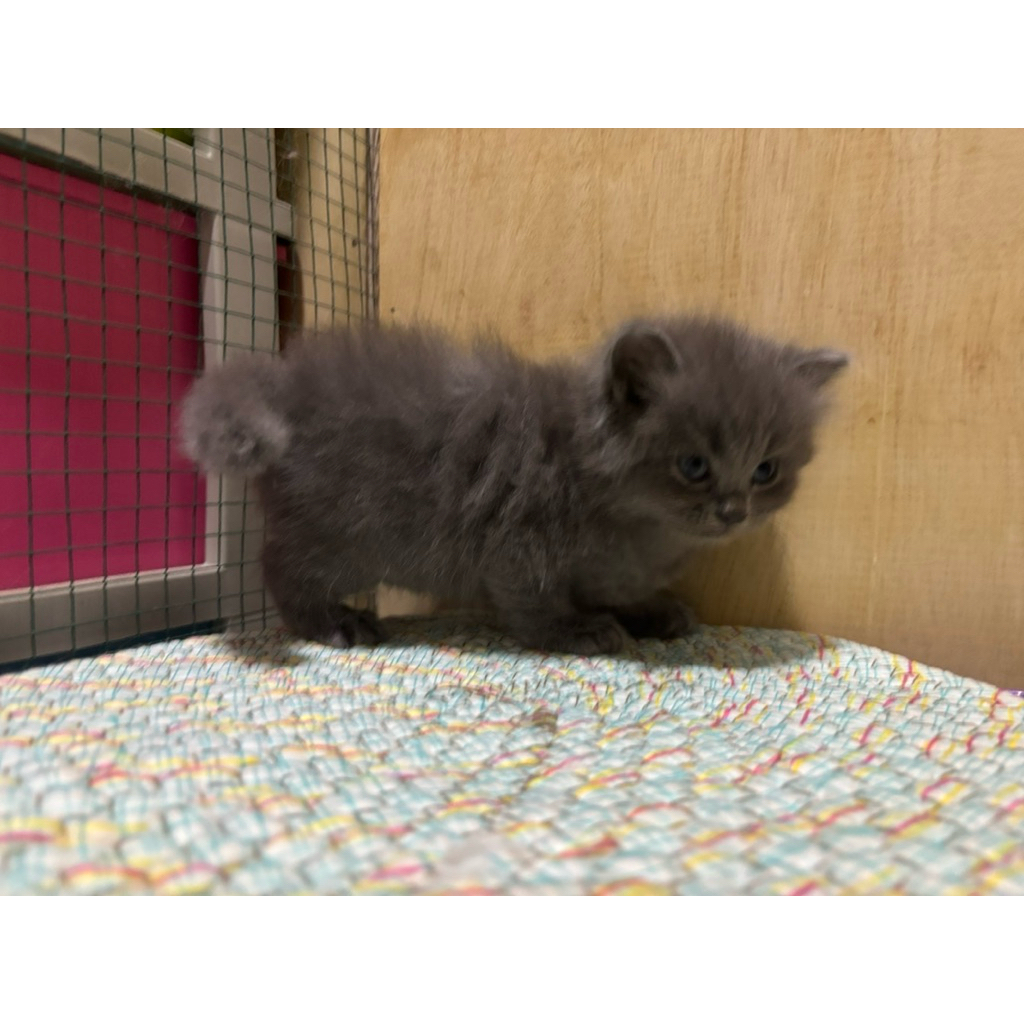 kitten persia mix maincone