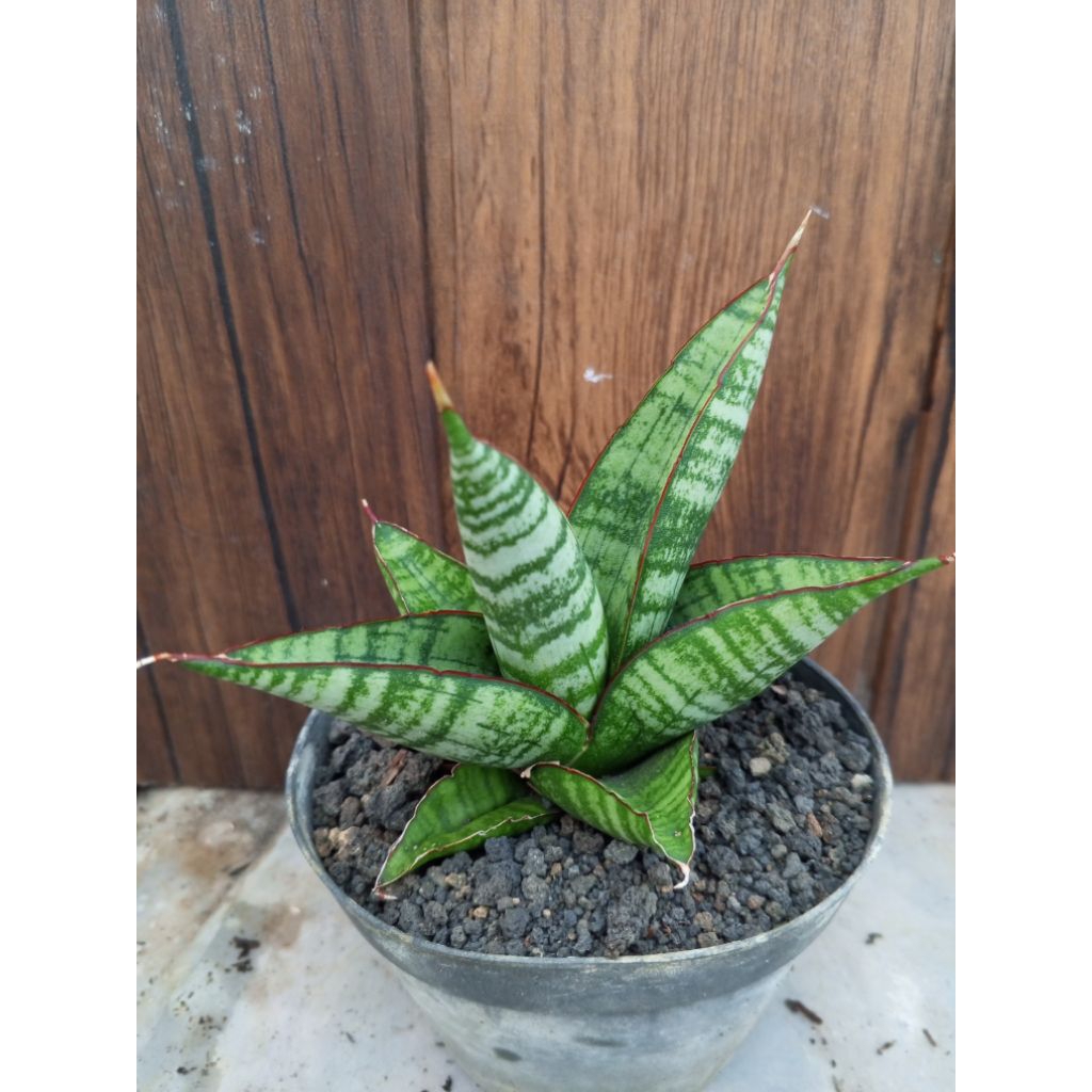 Sansevieria Hybrid