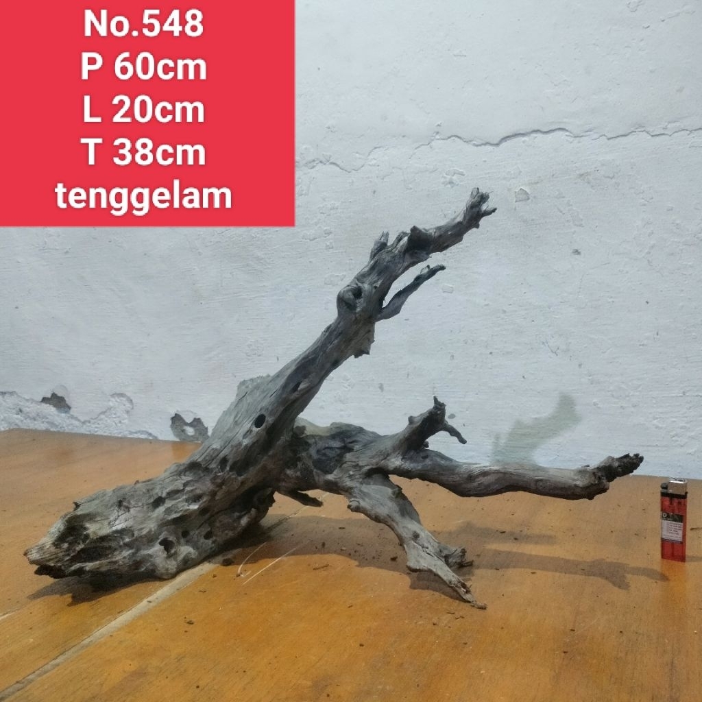batang kayu santigi laut akar santigi laut detailing aquascape aquarium 548