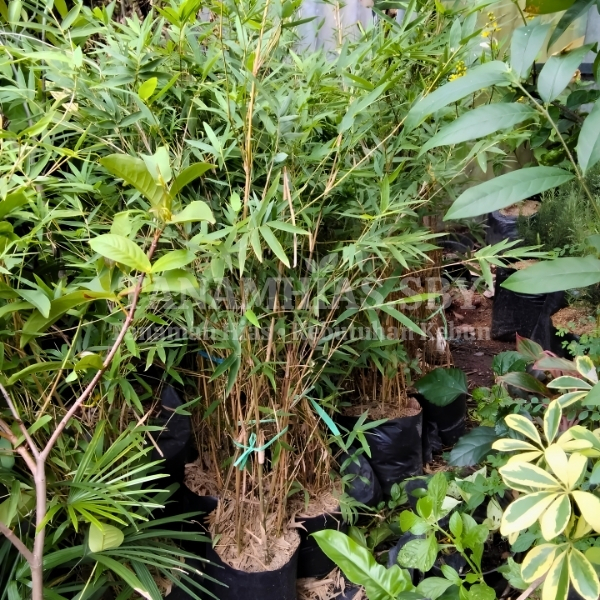 Jual Tanaman Bambu Kuning Mini Tanaman Hias Bambu Kuning Mini Rimbun Pohon Bambu Kuning Mini | Tanam