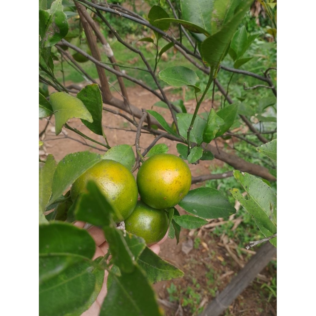 JERUK PERAS SEGAR MANIS 1KG