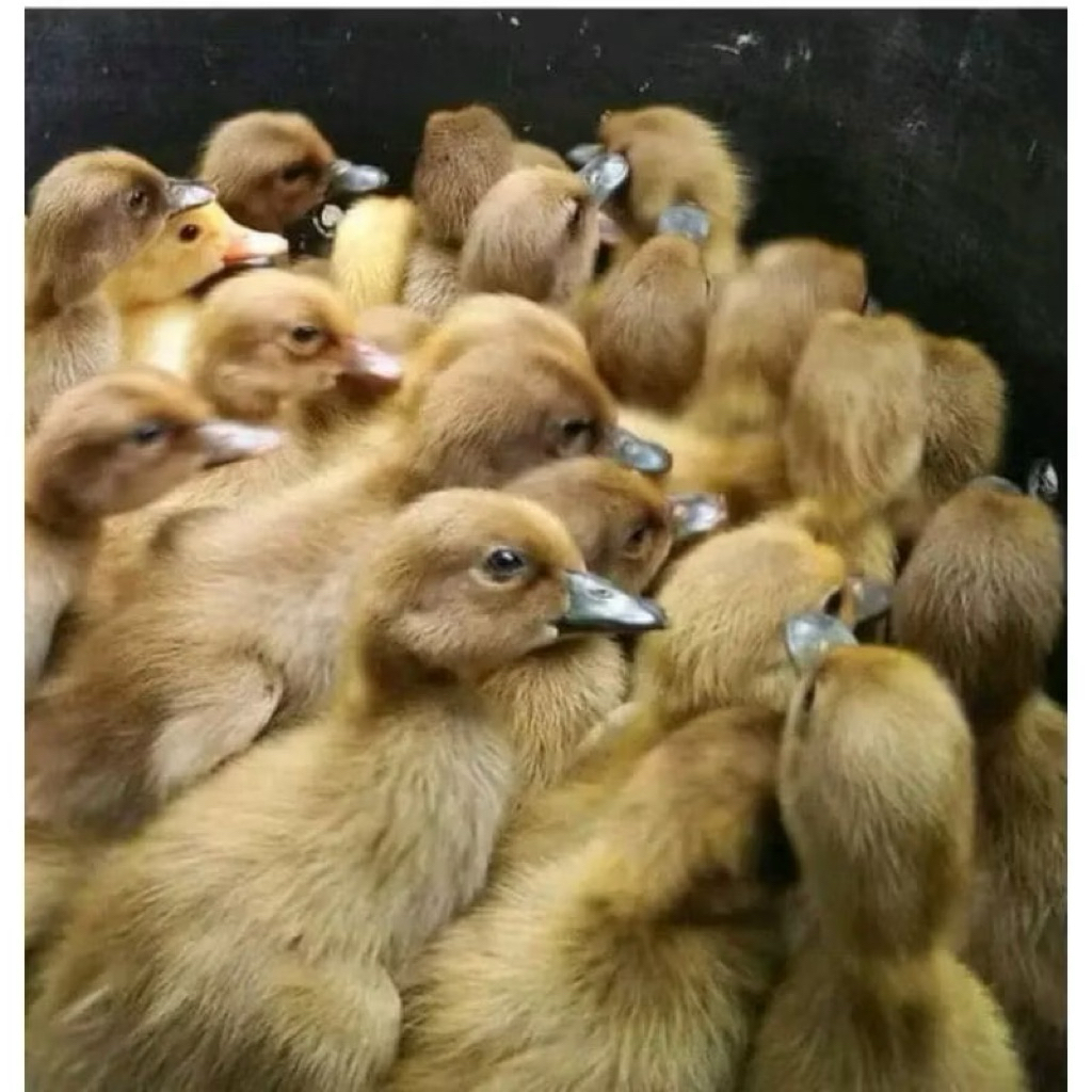 DOD BEBEK BETINA PETELUR SUDAH PAKSIN