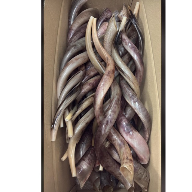 Yeminate Shofar Israel - Import Ori 36 inch Suara Nyaring Kosher