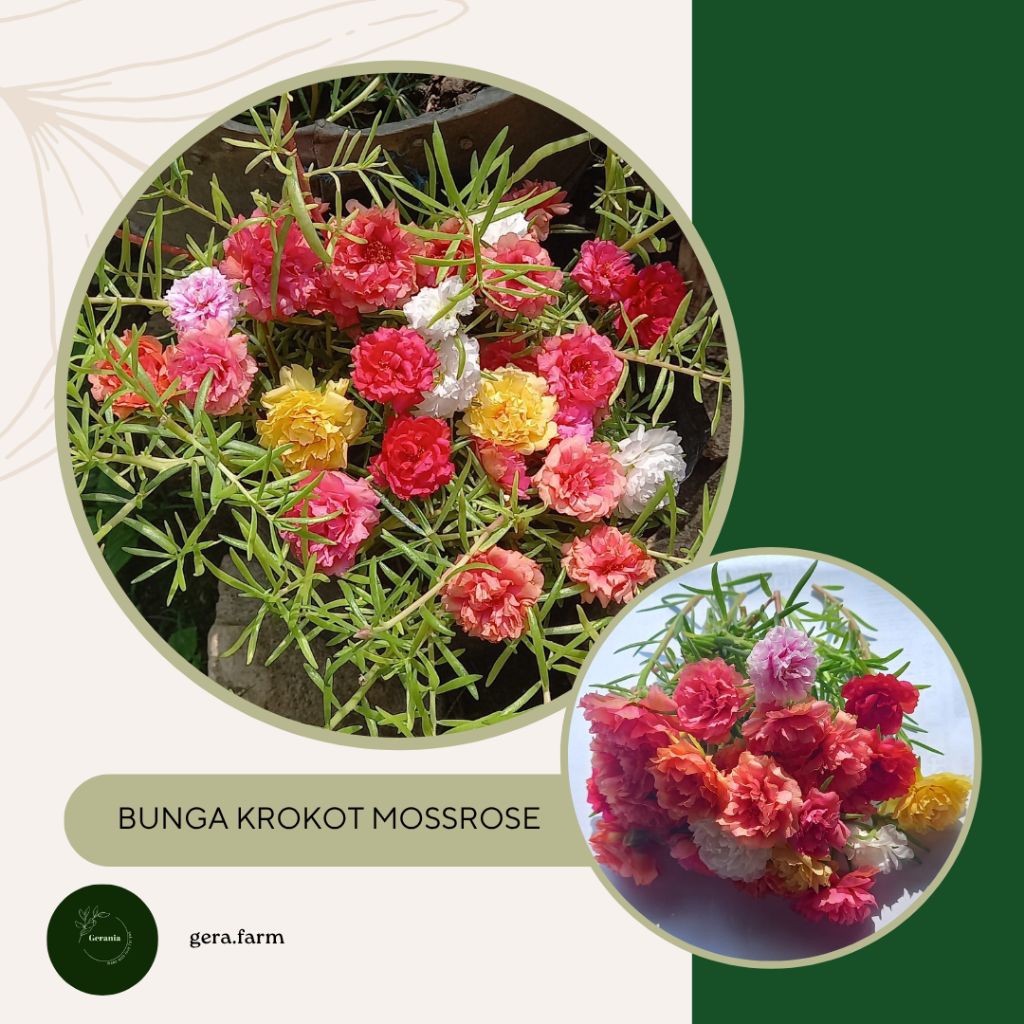 Bibit bunga krokot warna warni mossrose portulaca cantik