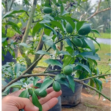 Bibit Buah Jeruk Nagami / bibit jeruk nagami