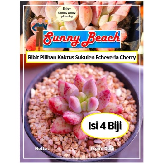 Bibit Pilihan Kaktus Sukulen Echeveria Cherry | Biji Benih Sukulen Echeveria Cherry | Kaktus Sukulen