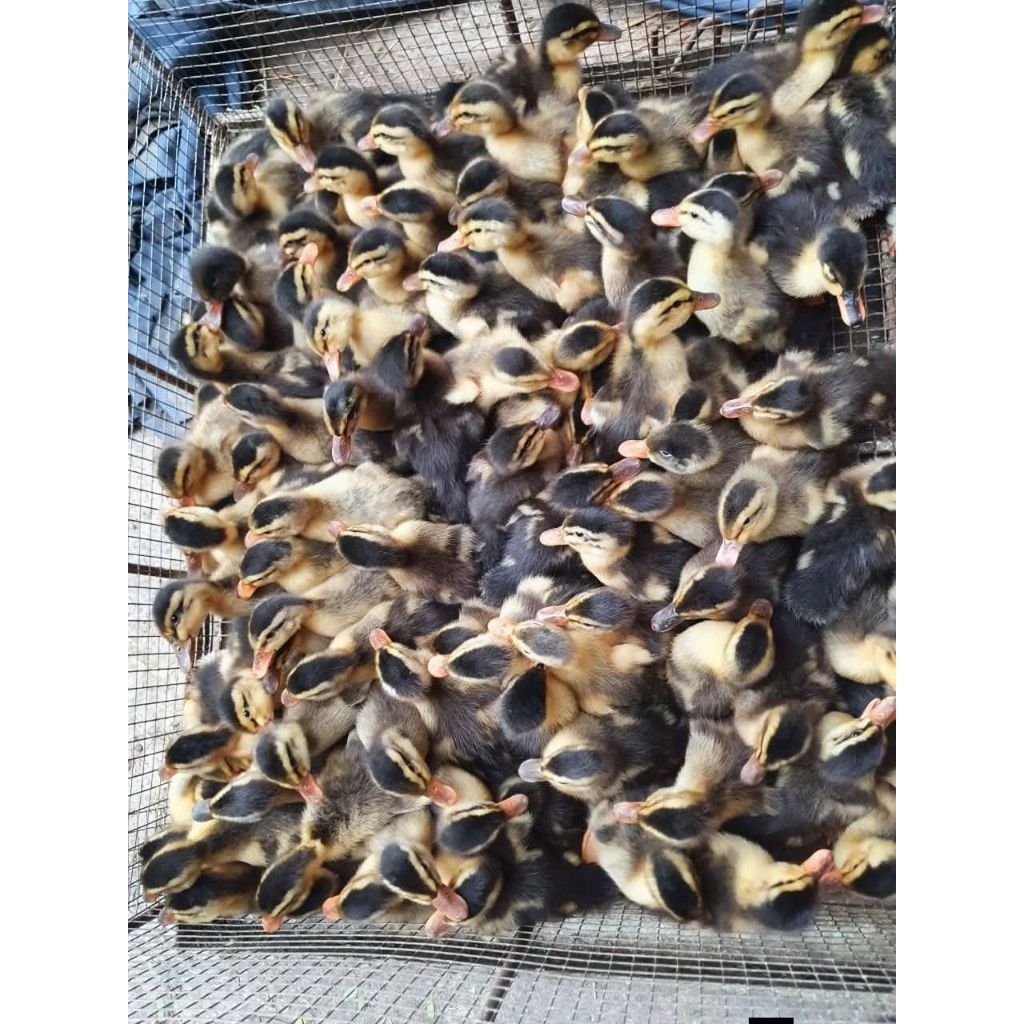 dod bebek alabio