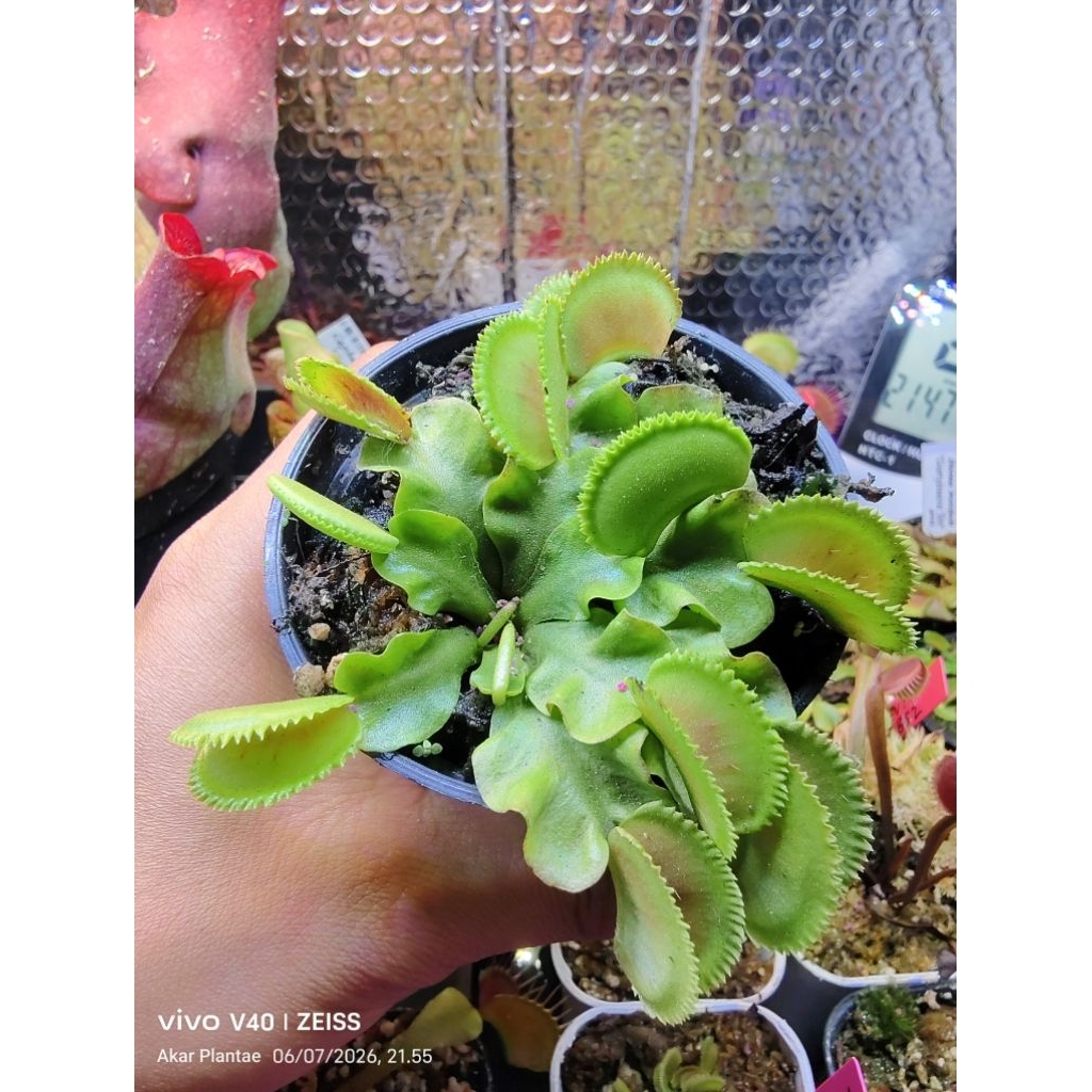 VFT Dentate