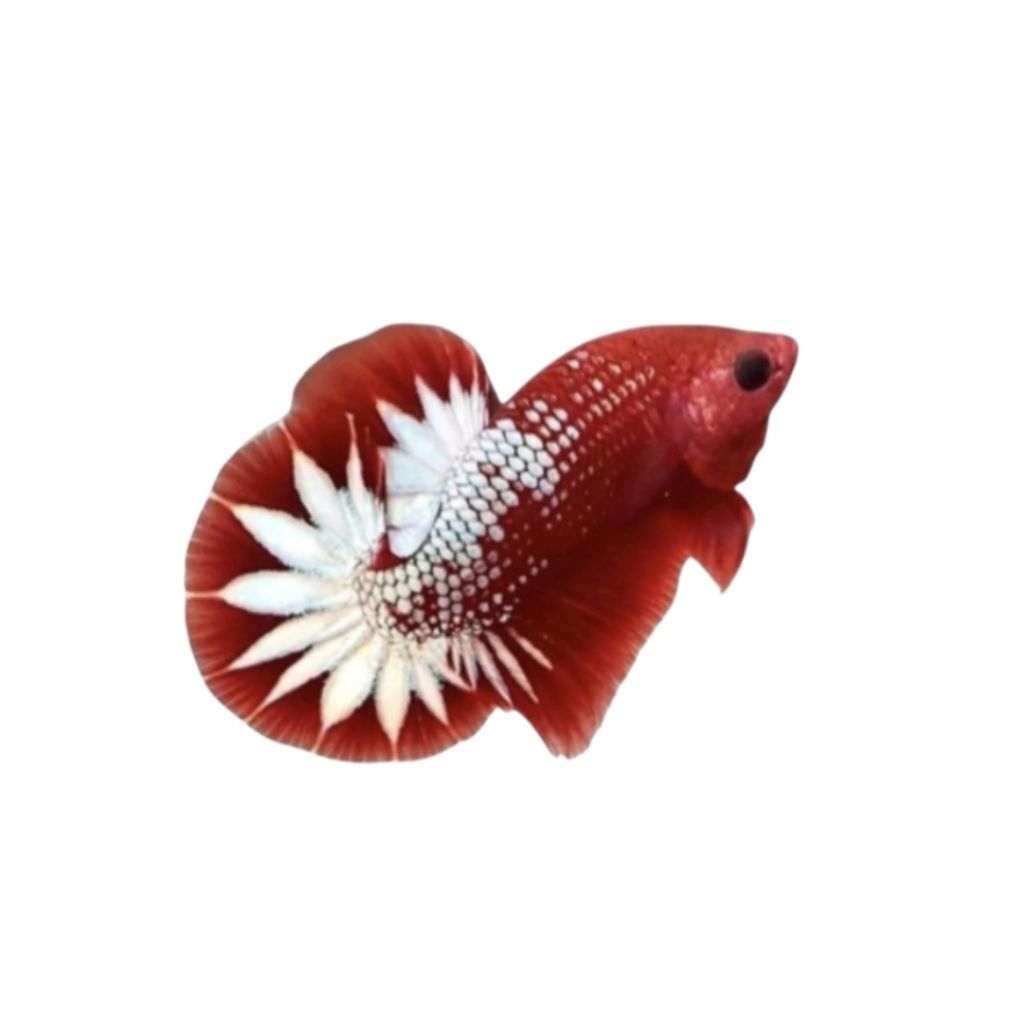 PK FCCP RED + CUPANG PLAKAT FCCP RED GRADE A+
