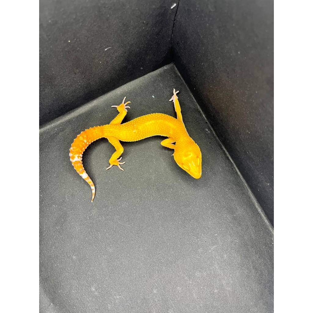 Leopard Gecko Female - Sunglow  - Usia Dewasa Adult Betina Sehat Mulus HG021