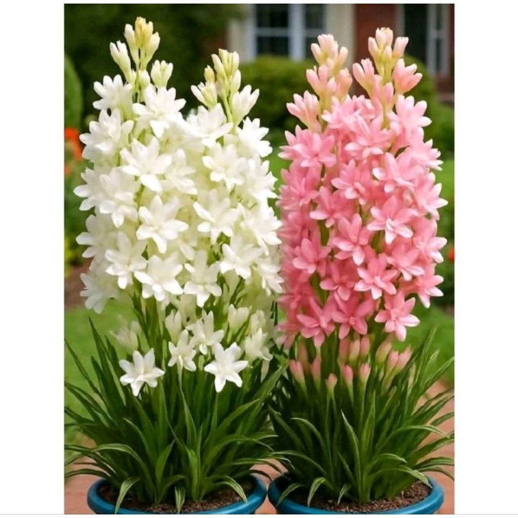 (BISA COD) 2 Warna Bunga Sedap Malam - Sedap Malam Bunga Pink And White