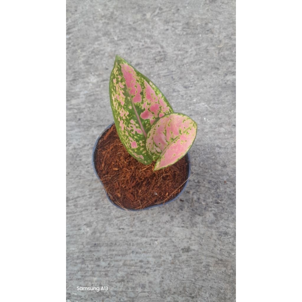 Aglonema Ruby Fanta (SizeBaby) (2)
