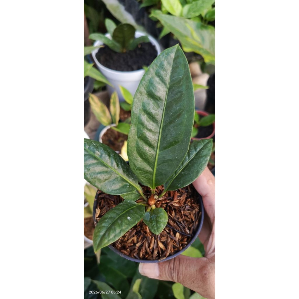 anthurium superboom