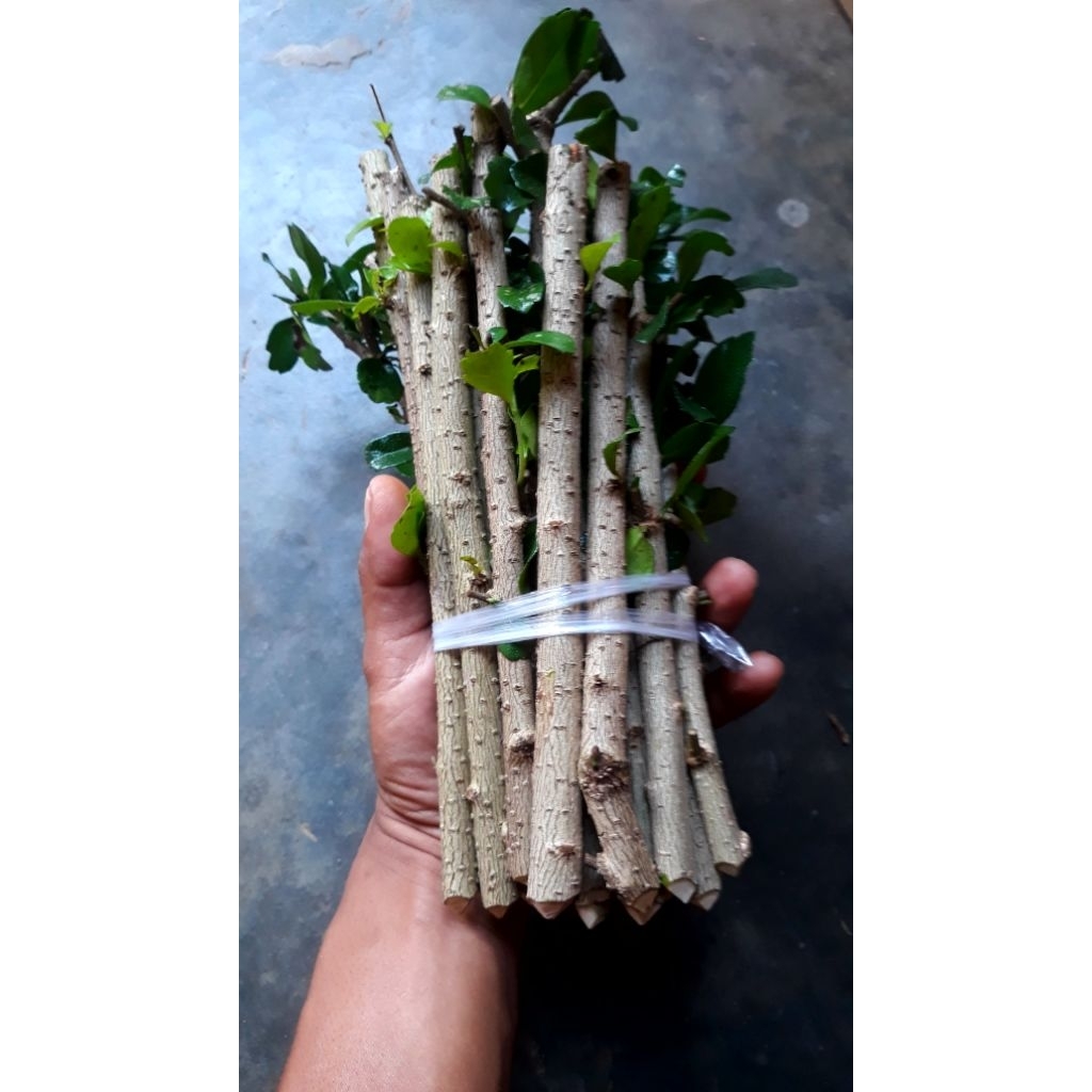 STEK HOKIANTI BUNGA PER BATANG