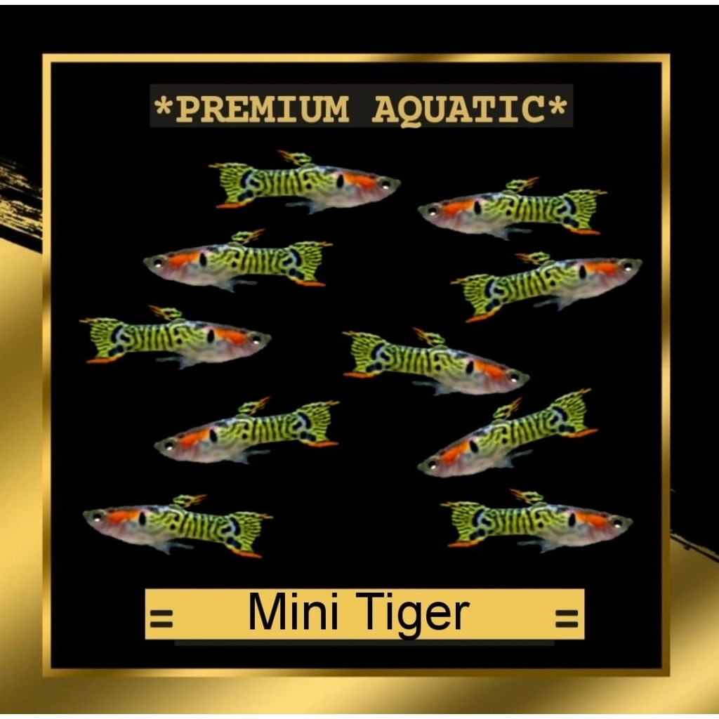 Endler Mini Tiger sepasang
