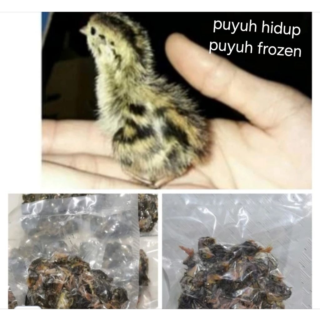 puyuh beku / puyuh frozen / puyuh jantan, puyuh kecil, pakan owl,  pakan predator