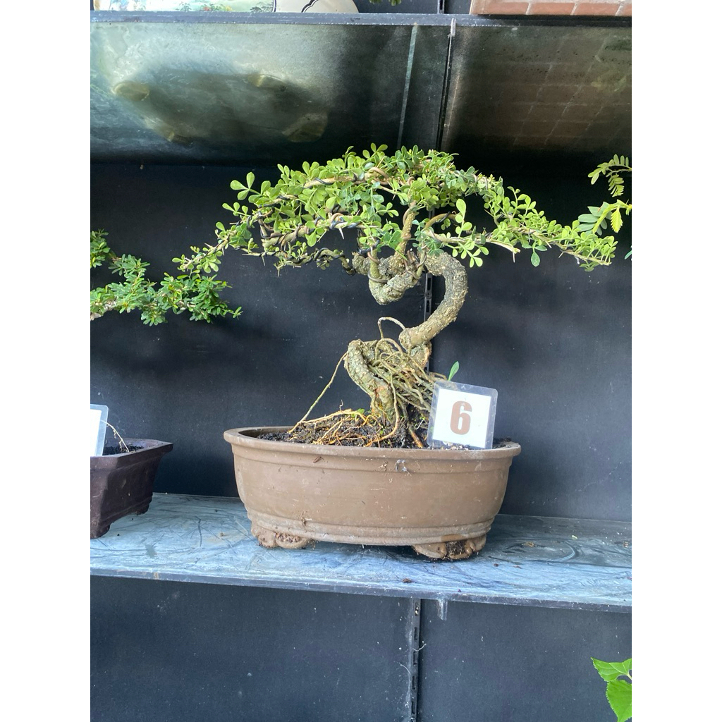 bonsai kawista dari biji