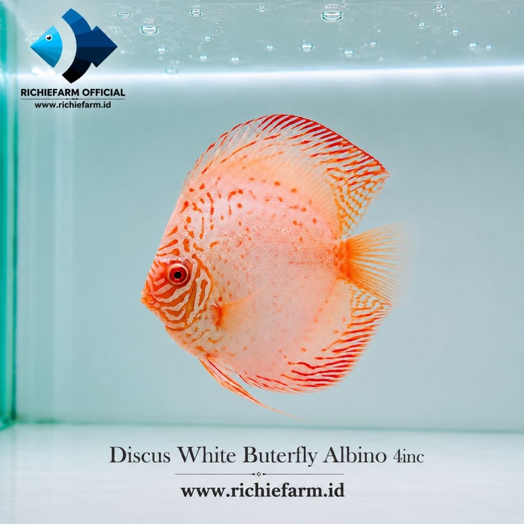 Discus White Butterfly Albino 4inc