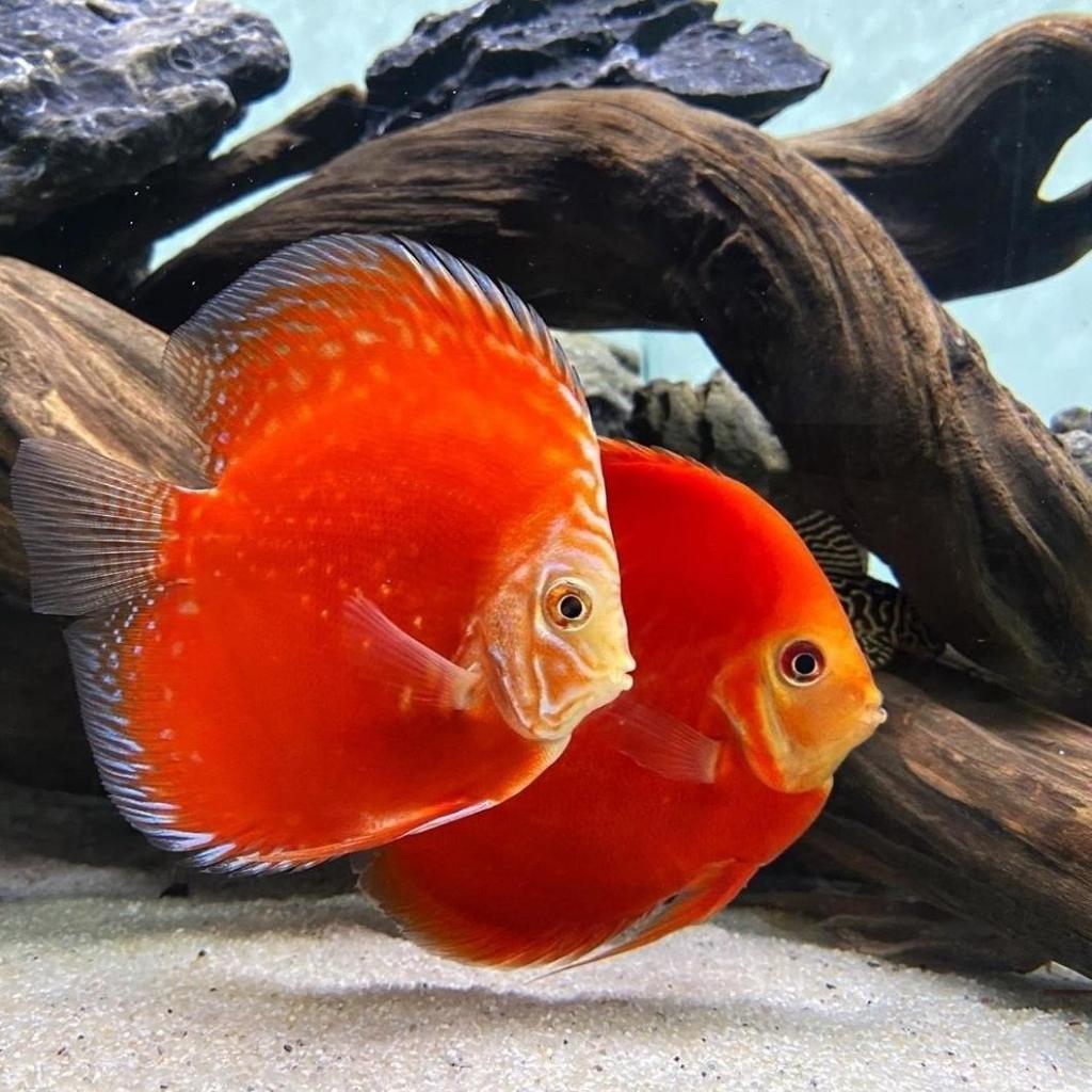discus stardust / discus pigeon stardust / ikan discus