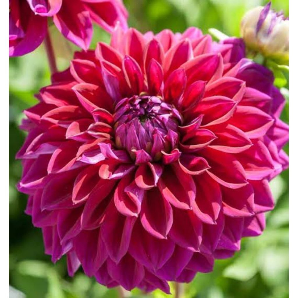 tanaman hias bunga Dahlia macam macam warna